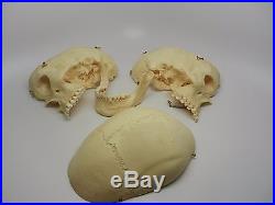 1Real Life Size Human Skull Model Kilgore Medical Dental Vintage Original Case