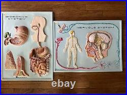 2 human anatomy boards Nervous And Digestive System Vintage 18 x 24 Vacuform