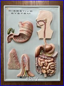 2 human anatomy boards Nervous And Digestive System Vintage 18 x 24 Vacuform