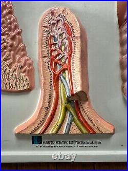 2 human anatomy boards Nervous And Digestive System Vintage 18 x 24 Vacuform