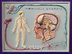 2 human anatomy boards Nervous And Digestive System Vintage 18 x 24 Vacuform