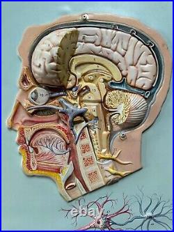 2 human anatomy boards Nervous And Digestive System Vintage 18 x 24 Vacuform