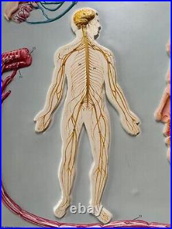 2 human anatomy boards Nervous And Digestive System Vintage 18 x 24 Vacuform