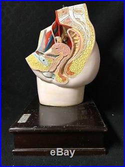Antique Vintage Clay Adams Female Pelvis Hip bone Uterus Anatomical Model