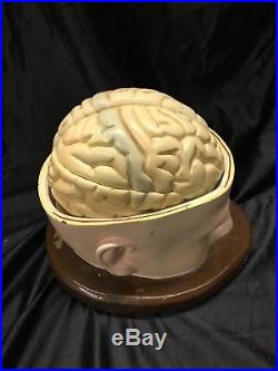 Antique/Vintage Denoyer-Geppert Brain in Cranium Model # 0179-00