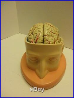 Antique/ Vintage Denoyer-geppert Brain In Cranium