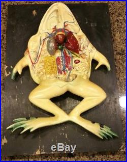 Antique Vintage Hand Painted Giant Frog Dissection Anatomical Display