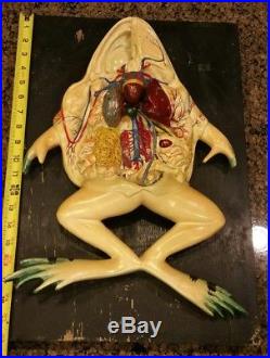 Antique Vintage Hand Painted Giant Frog Dissection Anatomical Display