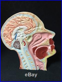 Antique / Vintage Head and Brain Section Anatomical Model