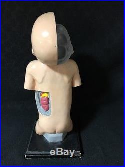 Antique / Vintage Plaster Infant Endocrine System Anatomical Model