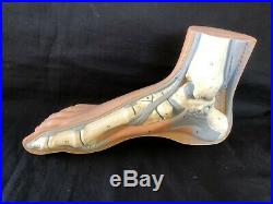 Antique Vintage anatomic foot model