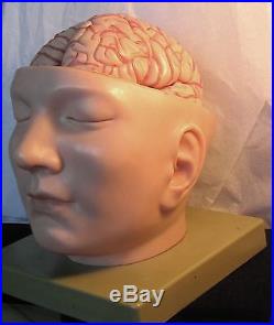 Brain Anatomical Model Vintage Made in West Germany, $1,201. New