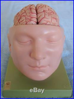 Brain Anatomical Model Vintage Made in West Germany, $1,201. New