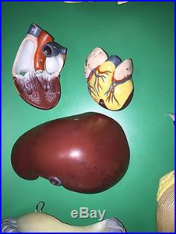 Complete Vintage 1964 Nynstrom Anatomical Model