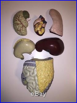 Complete Vintage 1964 Nynstrom Anatomical Model