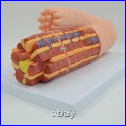 Enlarged Cardiac Muscle Model Myocardium Cell Human Anatomical Medical Equipment