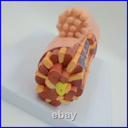 Enlarged Cardiac Muscle Model Myocardium Cell Human Anatomical Medical Equipment