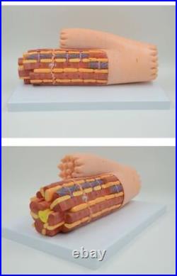 Enlarged Cardiac Muscle Model Myocardium Cell Human Anatomical Medical Equipment