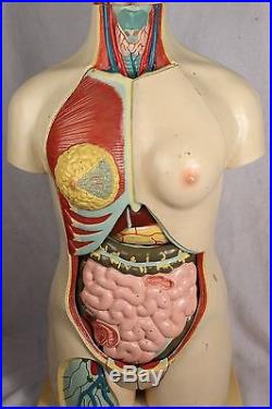 HUGE 34 Antique Vintage Female Anatomy Torso Anatomical Model Rare Medical