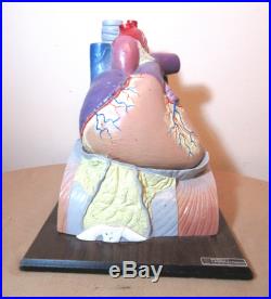 HUGE vintage anatomical human heart science medical diagram learning Dr. Model