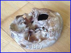 Human Medical Antique Vintage Anatomical Anatomy Skull 100% Authentic Example