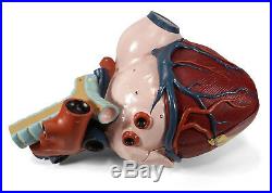 Large 14 Long Vintage Nystrom Detailed Heart Medical Model Comes Apart 2 Pcs