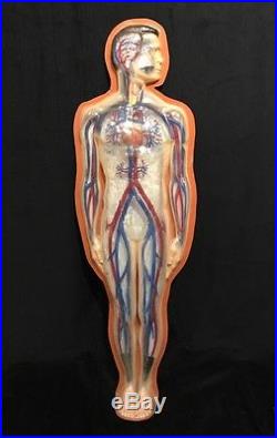 Large Antique / Vintage Human Circulatory System Anatomical Model Arteries Veins