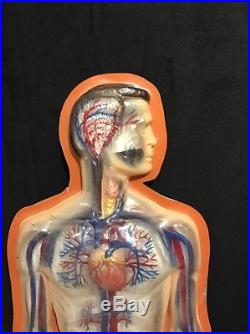 Large Antique / Vintage Human Circulatory System Anatomical Model Arteries Veins