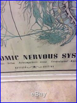 Large Chiropractor Neuropatholator Visual AUTONOMIC NERVOUS SYSTEM 1957 vtg