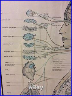 Large Chiropractor Neuropatholator Visual AUTONOMIC NERVOUS SYSTEM 1957 vtg
