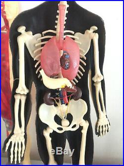 Large vtg French anatomical human model, 29 tall, w skin, skeleton and organs