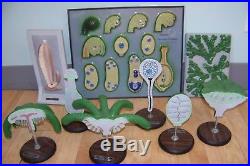 Lot of 9 Vintage Bobbit Anatomical Models Plants Botanical Angiosperm Lily etc