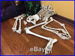 Medical Grade Full Human Medical Skeleton Rudiger Anatomy Faux Vintage Adult