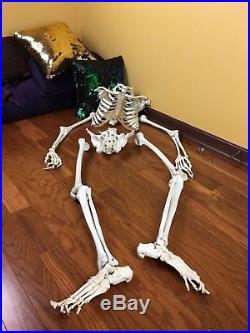 Medical Grade Full Human Medical Skeleton Rudiger Anatomy Faux Vintage Adult