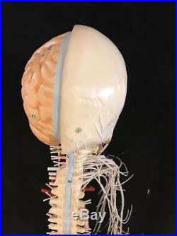 RARE Antique / Vintage Clay Adams Brain and Nervous System Anatomical Model