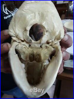 REAL Human Skull Medical Dental Teaching Training Vintage rare heavy Old Patina