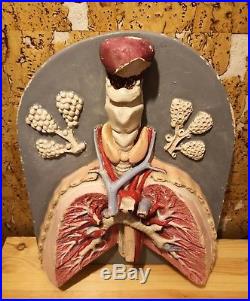 Rare Vintage Anatomy Anatomical Respiratory Organs Heart Lung Model of Gypsum