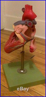 SOMSO HS6 Vintage Heart Model Anatomical Model Anatomy