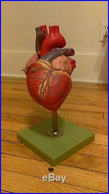 SOMSO HS6 Vintage Heart Model Anatomical Model Anatomy