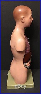 SOMSO Small Torso of Young Man with Head Anatomical Vintage Germany Xmas