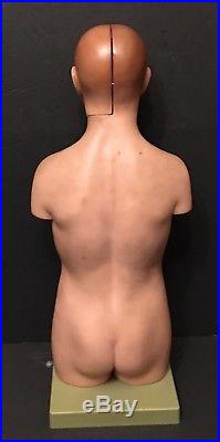SOMSO Small Torso of Young Man with Head Anatomical Vintage Germany Xmas