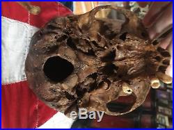 Skull Genuine Human Bone Vintage Anatomical Medical Learning