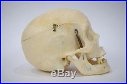 Skull Genuine Human Bone Vintage Anatomical Medical Student Learning Aide