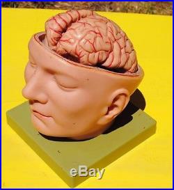 Somso Brain Anatomical Model Vintage Made in West Germany