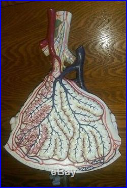 Somso Lung Microstructure Anatomical Model Vintage Made in Germany