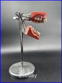 UNIQUE! Antique Medical Dental Equipment Vintage Columbia Dentoform With Stand