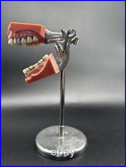 UNIQUE! Antique Medical Dental Equipment Vintage Columbia Dentoform With Stand