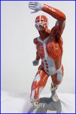 Ultra rare HUMAN ANATOMICAL FULL BODY MAN MODEL hand painted vintage antique