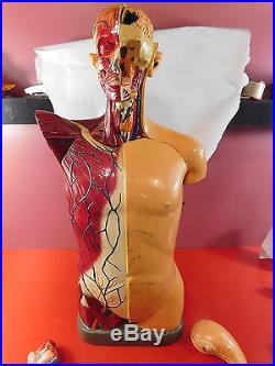 Vintage Human Male Torso Model Anatomical Anatomy Medical (#719)