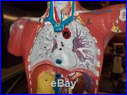 VTG 1969 Bobbitt/CBS Scientific Laboratory Anatomy Model Human Torso, Organs, Head